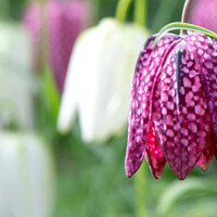 Kievitsbloem