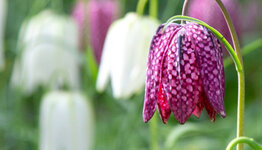 Kievitsbloem image