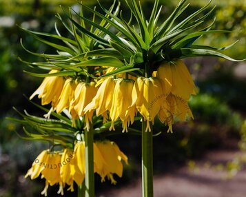 Fritillaria imperialis 'Lutea' image