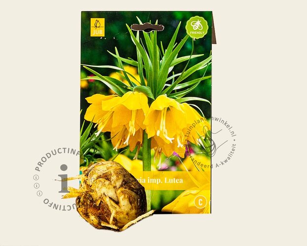 Fritillaria imperialis 'Lutea'