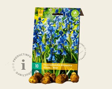 Hyacinthoides hispanica 'Blue'