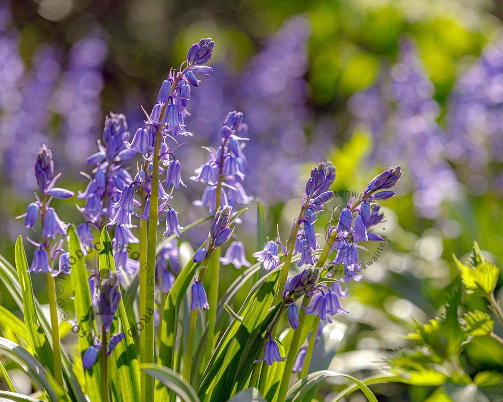 Hyacinthoides hispanica 'Blue'