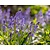 Hyacinthoides hispanica 'Blue'