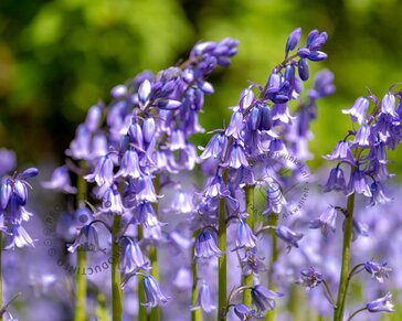 Hyacinthoides hispanica 'Blue'