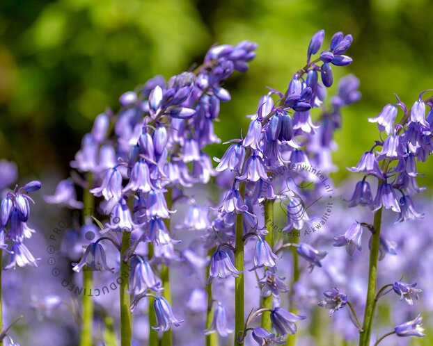 Hyacinthoides hispanica 'Blue'