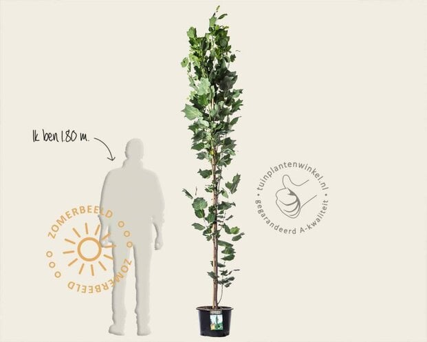 Liriodendron tulipifera 'Fastigiatum'