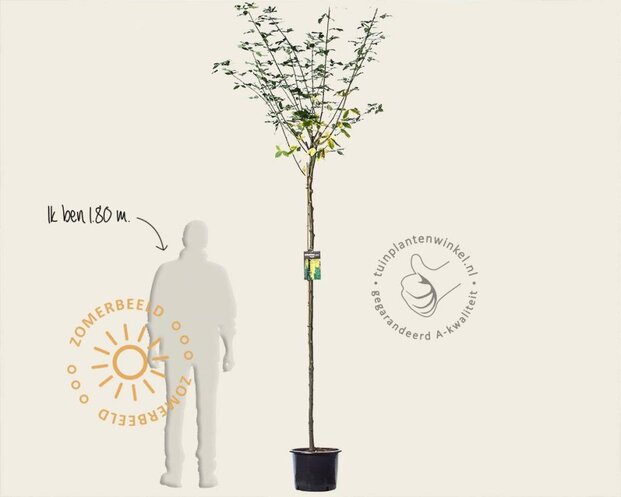 Laburnum watereri 'Vossii'