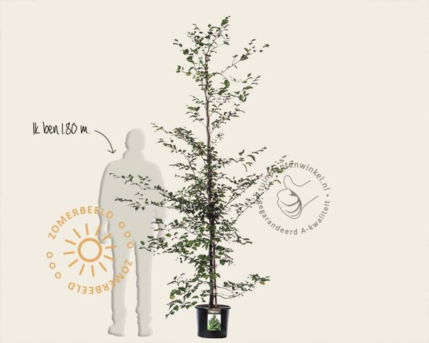 Fagus sylvatica