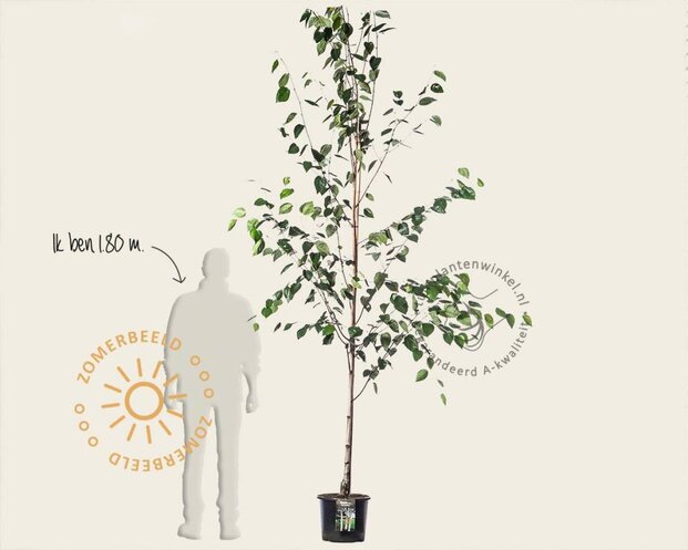 Betula utilis 'Doorenbos'