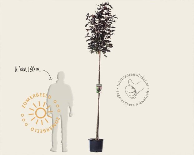 Acer platanoides 'Crimson Sentry' - 180 cm stam