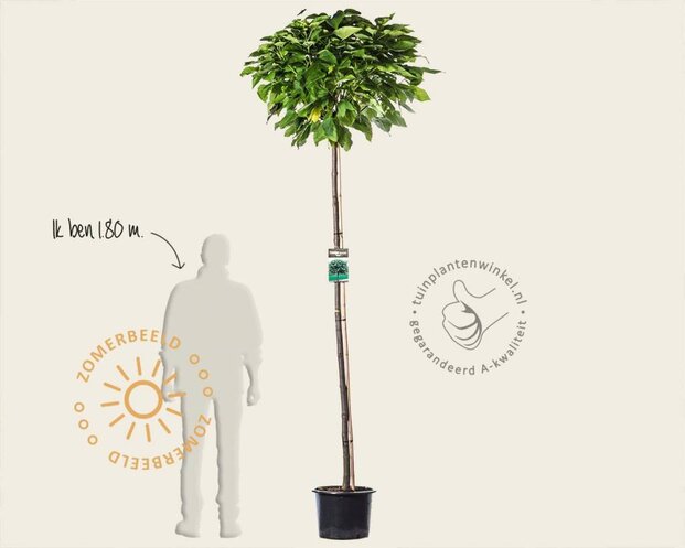 Catalpa bignonioides 'Nana' - 200 cm stam