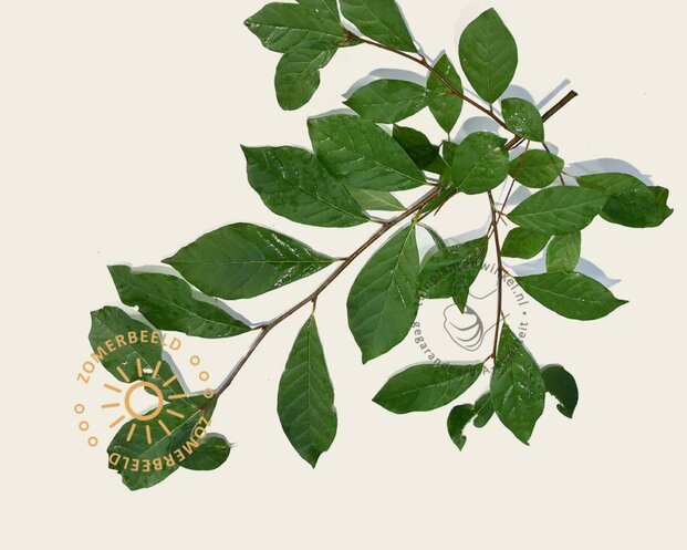 Nyssa sylvatica - beveerd