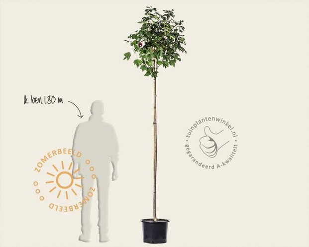 Hibiscus x 'Resi' - 180 cm stam