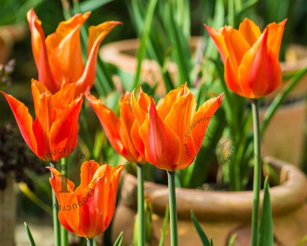 Tulipa 'Ballerina'