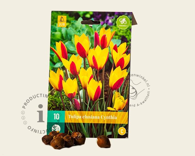 Tulipa clusiana 'Cynthia'