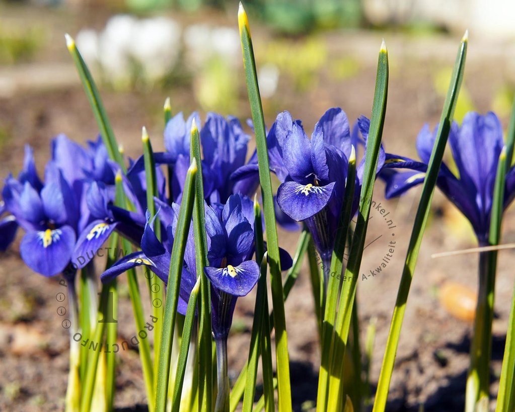 Iris reticulata 'Harmony'