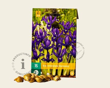 Iris reticulata 'Harmony'