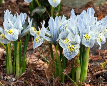 Iris reticulata 'Katharine Hodgkin'