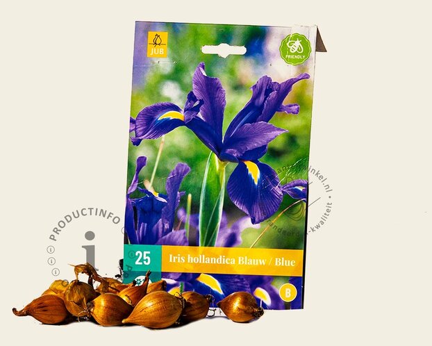 Iris hollandica 'Blue'