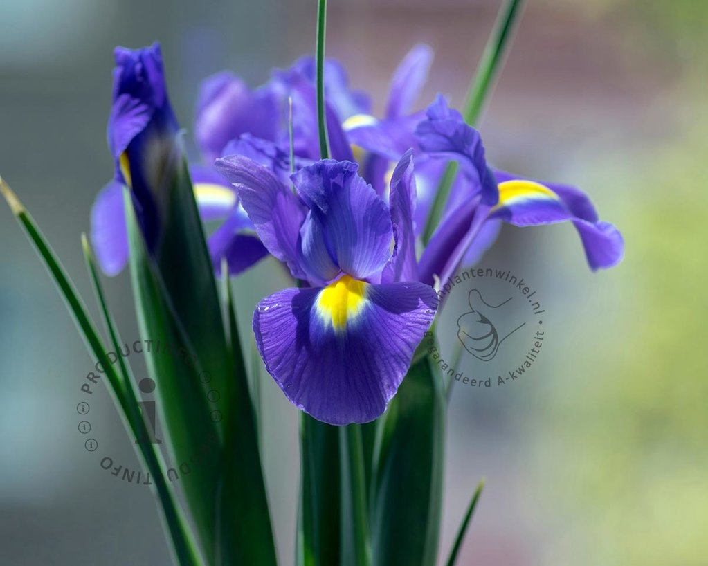 Iris hollandica 'Blue'