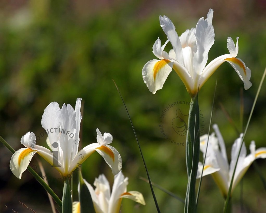 Iris hollandica 'White'