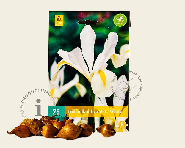 Iris hollandica 'White'
