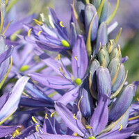 Camassia