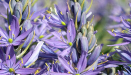 Camassia image