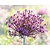 Allium 'Miami'