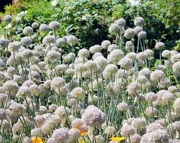 Allium ampeloprasum 'Ping Pong'