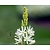 Camassia leichtlinii 'Alba'