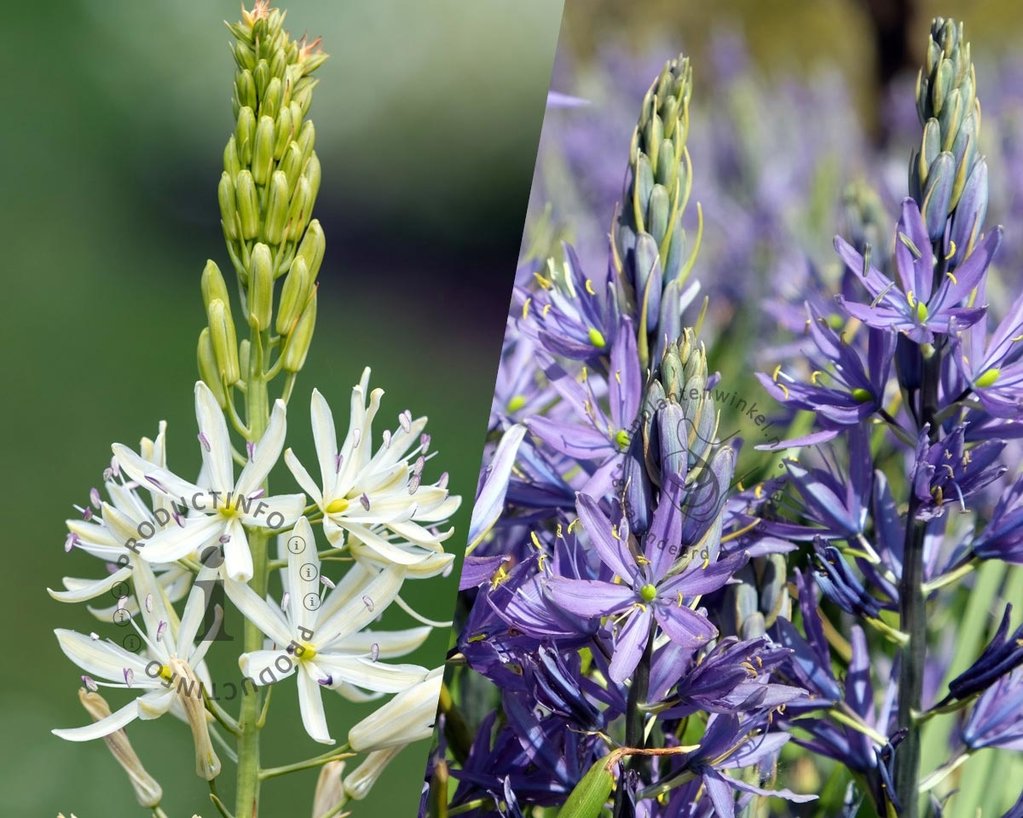 Camassia leichtlinii Mix