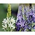 Camassia leichtlinii Mix