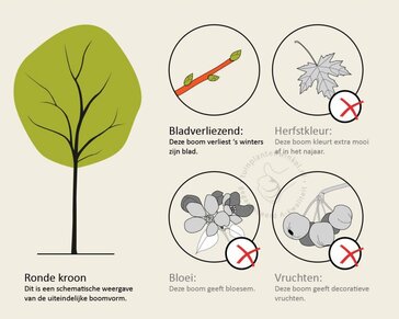 Acer platanoides 'Royal Red' - beveerd