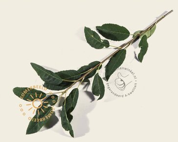 Amelanchier arborea 'Robin Hill' - beveerd