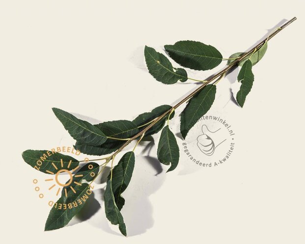 Amelanchier arborea 'Robin Hill' - beveerd