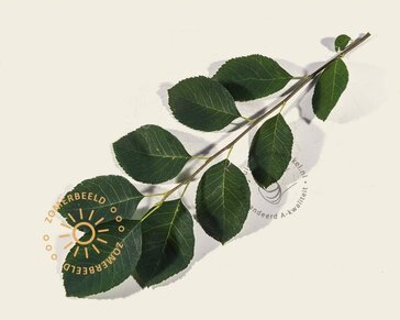 Amelanchier lamarckii - beveerd
