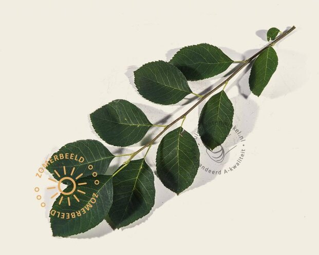 Amelanchier lamarckii - beveerd