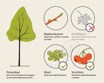 Cornus officinalis 'Robin's Pride' - beveerd