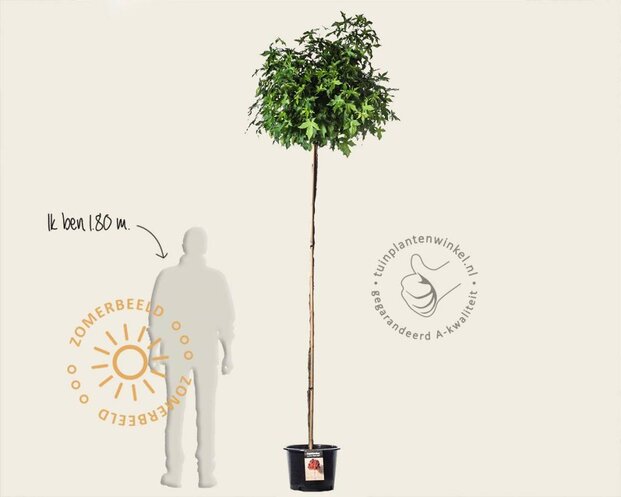 Liquidambar styraciflua 'Gum Ball' - 200 cm stam