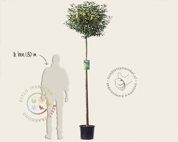 Prunus lusitanica 'Angustifolia' - 180 cm stam