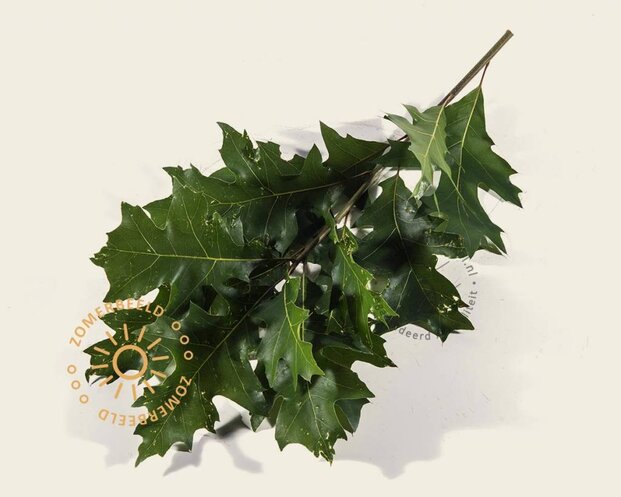 Quercus palustris 'Green Dwarf' - 180 cm stam