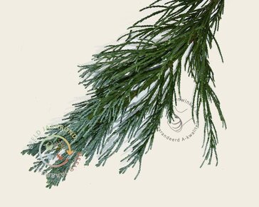Sequoiadendron giganteum 'Glaucum' 225/250