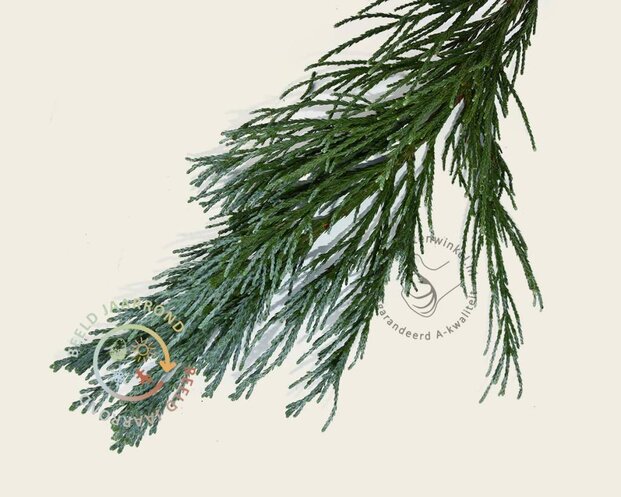 Sequoiadendron giganteum 'Glaucum' 150/175