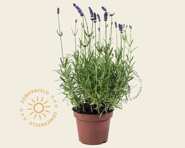 Lavandula angustifolia 'Hidcote'