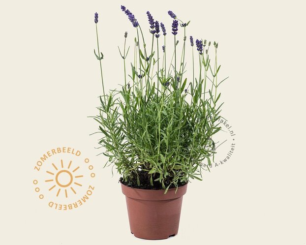 Lavandula angustifolia 'Hidcote'