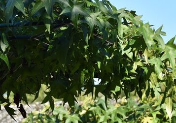 Hoe snoei ik een dakboom?