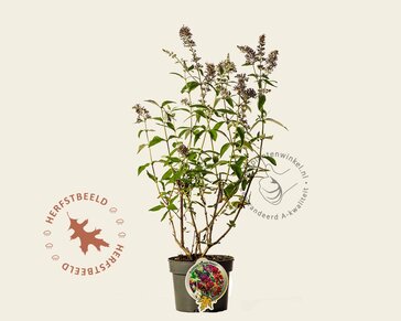 Buddleja weyeriana 'Flower Power'