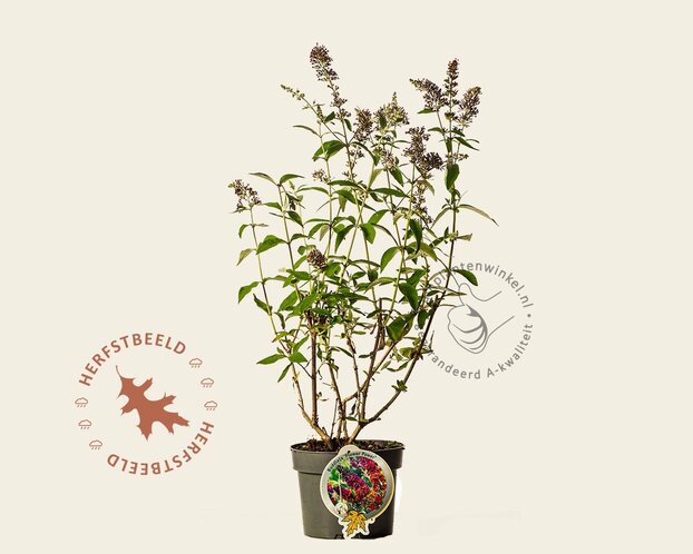 Buddleja weyeriana 'Flower Power'