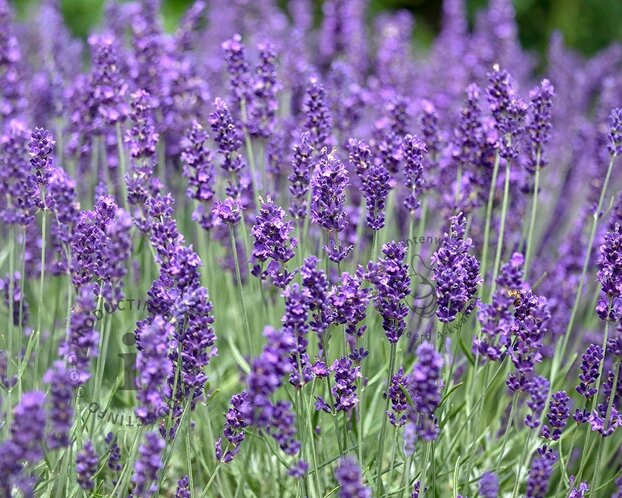 Lavandula angustifolia 'Hidcote'